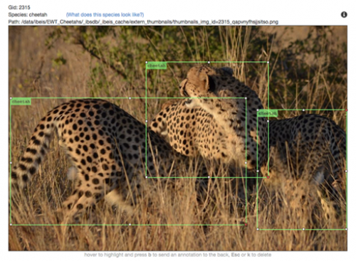 Image of 3 annotated cheetahs