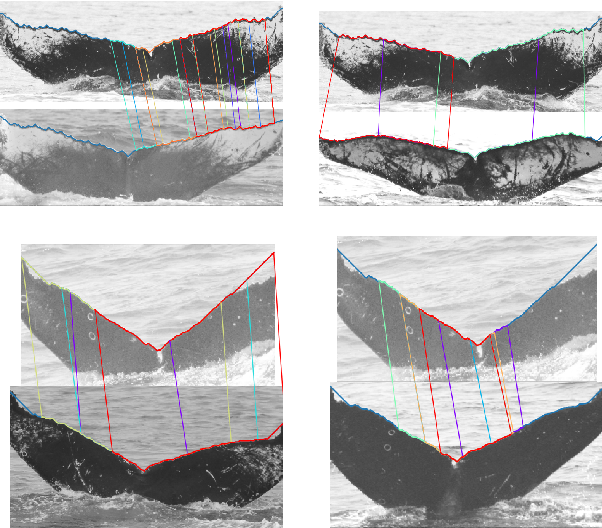 Mapping curvatures of tail flukes