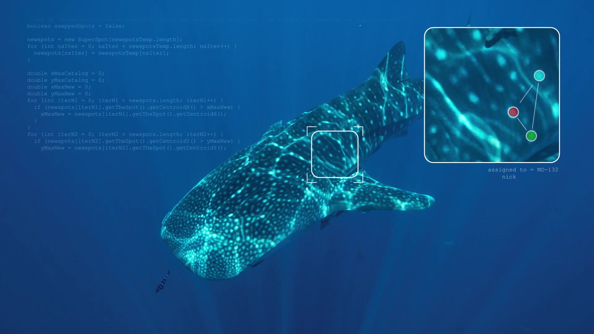 Spot mapped Whale Shark