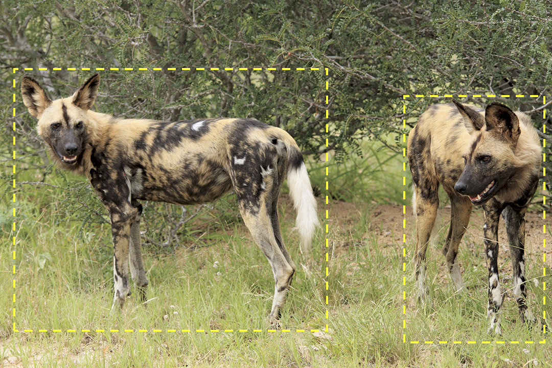 two wild dogs with annotations