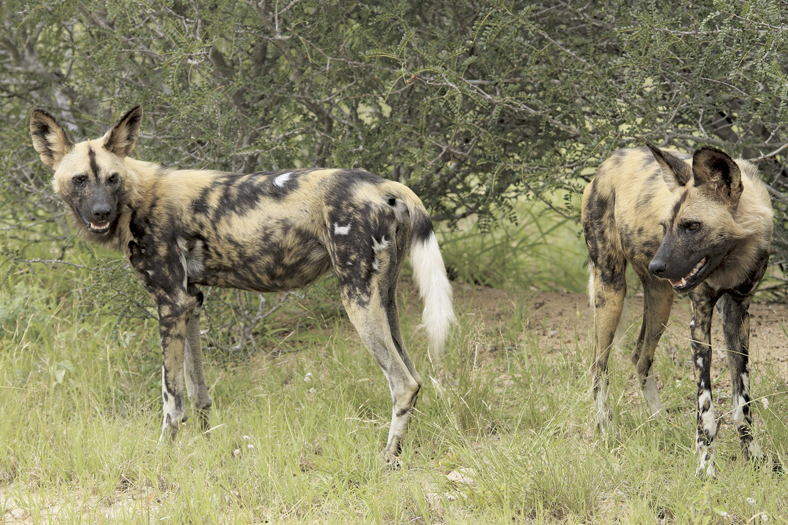 two wild dogs